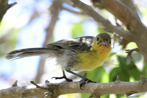 Oriente Warbler (Teretistris fornsi), photo 3