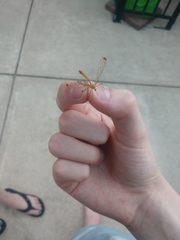 Hylobittacus apicalis