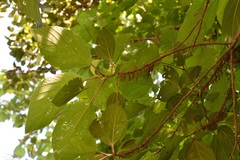 Myriocarpa bifurca