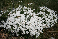 Phlox pulvinata