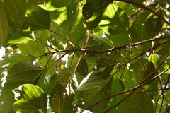 Myriocarpa bifurca