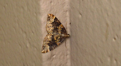 Eulithis xylina