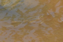 Fundulus heteroclitus