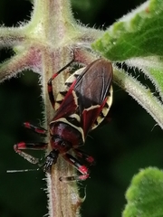 Apiomerus flaviventris