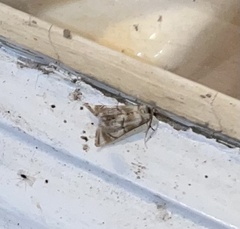 Eoparargyractis plevie