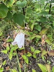Campanula punctata