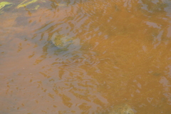 Fundulus heteroclitus