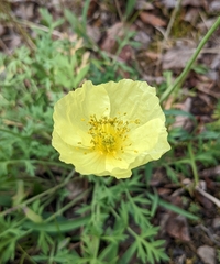 Papaver radicatum