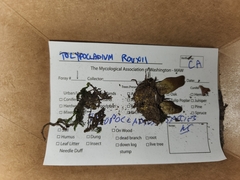 Tolypocladium rouxii