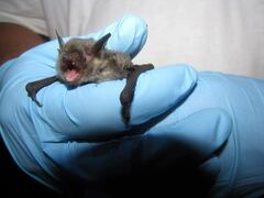 Myotis grisescens