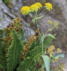 Bupleurum americanum
