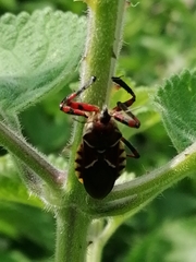 Apiomerus flaviventris