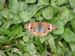 Junonia genoveva