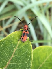 Tetraopes tetrophthalmus