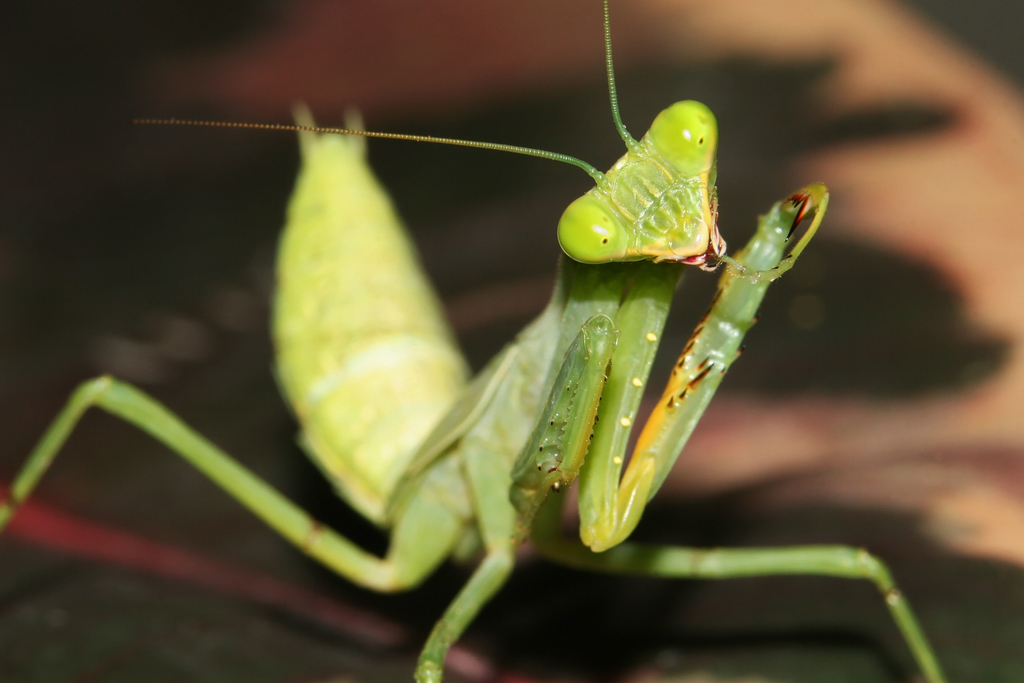 Mante religieuse géante (mante africaine) (Sphodromantis lineola)