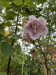 Campanula punctata