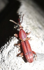 Higonius cilo