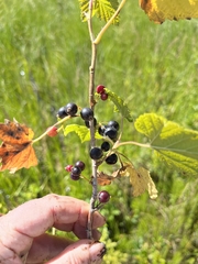 Ribes hudsonianum