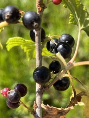 Ribes hudsonianum