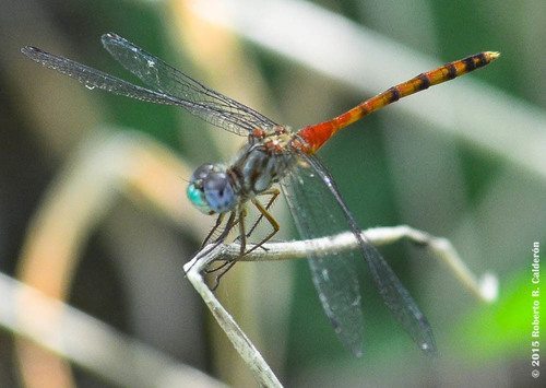 Blue-faced Meadowhawk