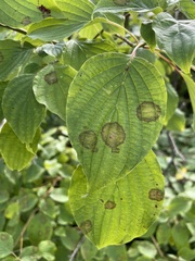 Parallelodiplosis subtruncata