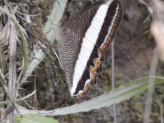 Oressinoma sorata