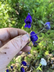 Aconitum delphiniifolium