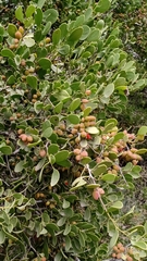 Maytenus phyllanthoides