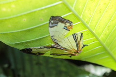 Cyrestis whitmei