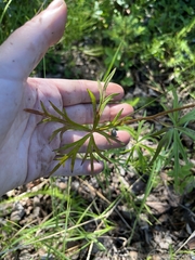 Aconitum delphiniifolium