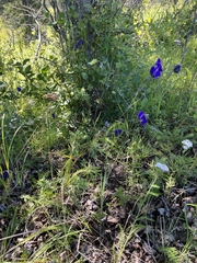 Aconitum delphiniifolium