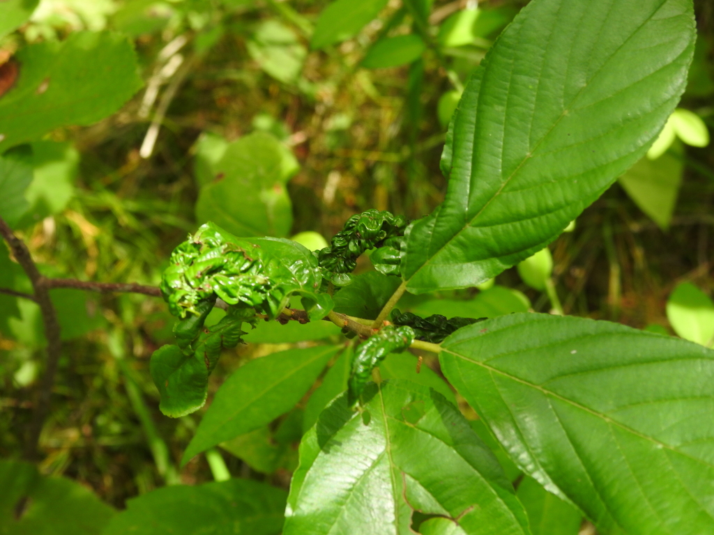 Soybean Aphid