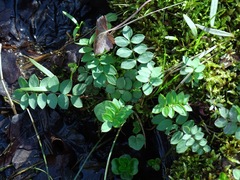 Polemonium reptans reptans