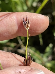 Juncus castaneus