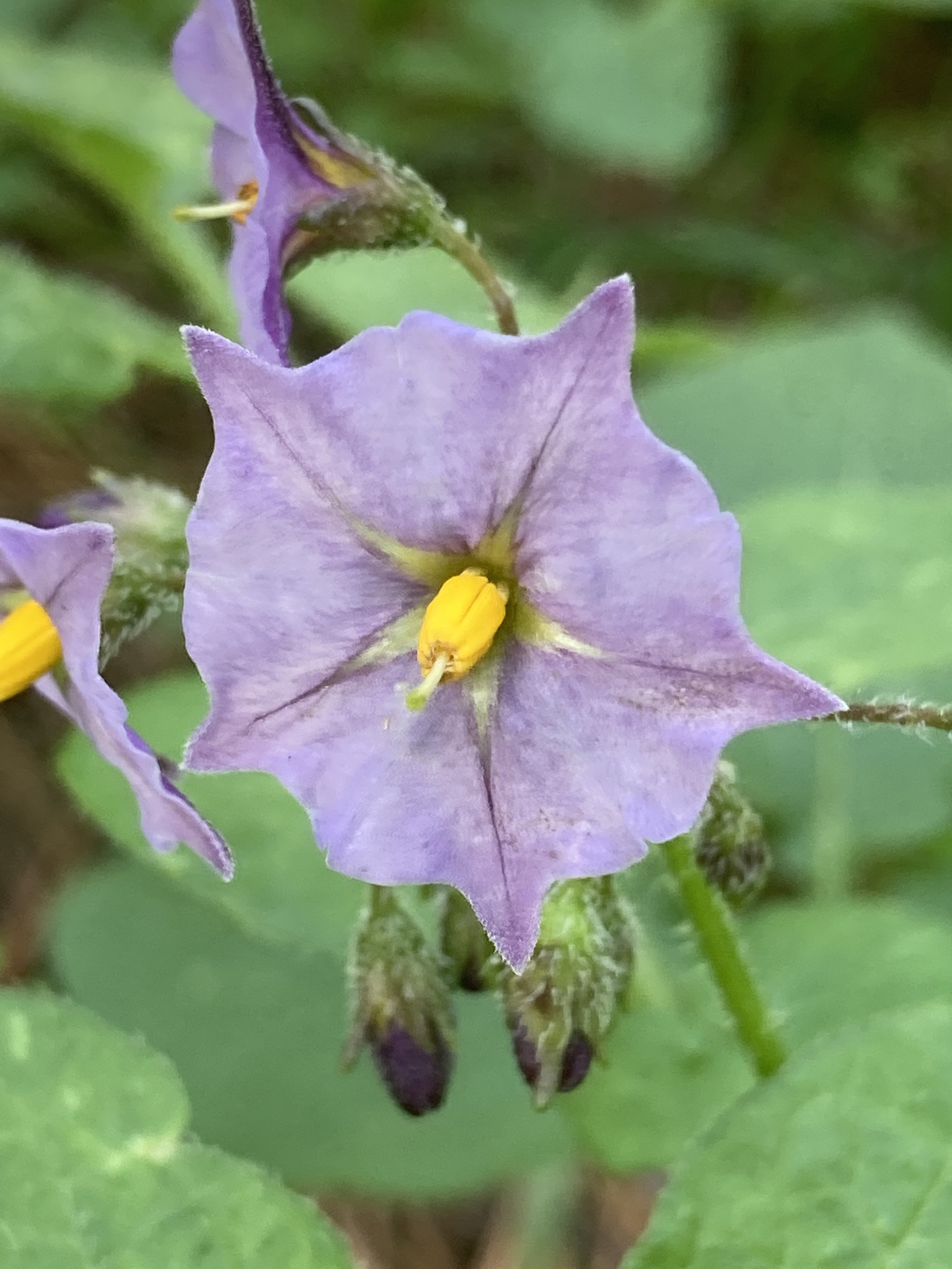 Solanum stoloniferum