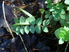Polemonium reptans reptans