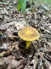 Boletus auripes