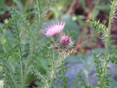 Cirsium eatonii