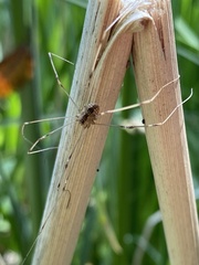 Leuronychus pacificus