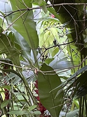 Phaethornis striigularis