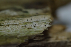 Chaenothecopsis debilis