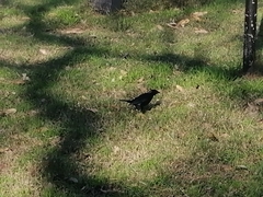 Molothrus bonariensis