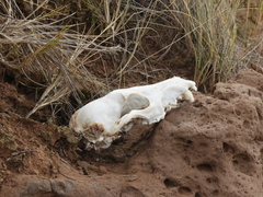 Lycalopex gymnocercus