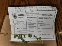 Exobasidium rostrupii