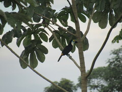 Ramphastos