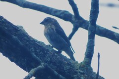 Pheucticus ludovicianus