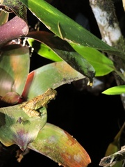 Dendropsophus parviceps