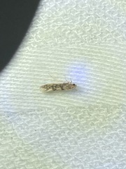 Agraylea multipunctata