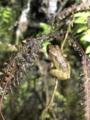 Pristimantis diadematus