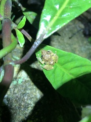 Pristimantis diadematus